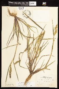 thumbnail image of current specimen