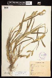Echinochloa muricata image