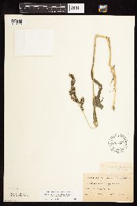 Echinochloa muricata image