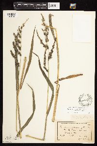 Echinochloa muricata image