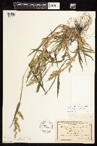 Echinochloa muricata image