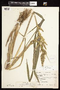 Thumbnail image of current specimen