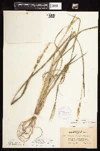Echinochloa muricata image