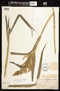 Echinochloa muricata image
