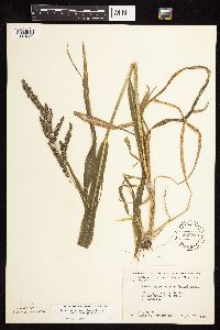 Echinochloa muricata image