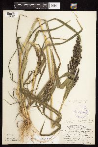 thumbnail image of current specimen