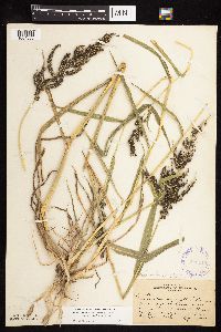 Thumbnail image of current specimen