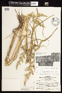 Echinochloa muricata var. muricata image