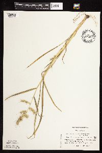 Echinochloa muricata var. muricata image