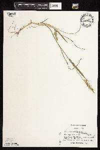 Echinochloa muricata var. muricata image