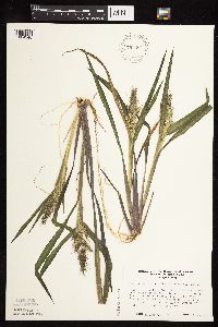 Echinochloa muricata var. muricata image