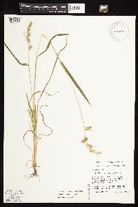 Echinochloa muricata var. muricata image
