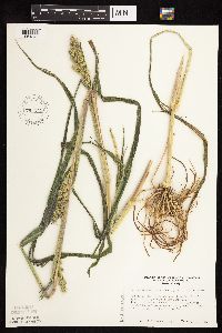 Echinochloa muricata var. muricata image