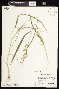 Echinochloa muricata var. muricata image