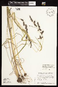 Echinochloa muricata var. muricata image