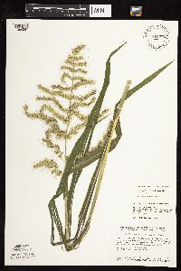 Echinochloa muricata var. muricata image