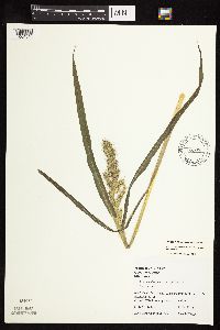 Echinochloa muricata var. muricata image