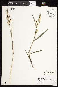 Echinochloa muricata var. muricata image