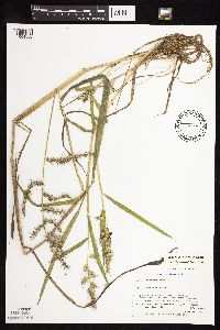 Echinochloa muricata var. muricata image