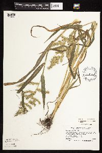 Echinochloa muricata var. muricata image