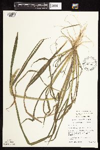 Echinochloa muricata image