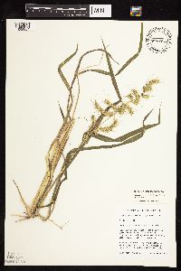 Echinochloa muricata var. muricata image