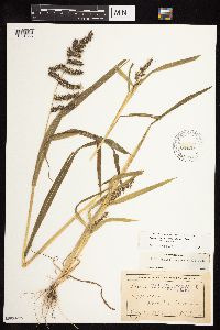 Echinochloa muricata var. muricata image