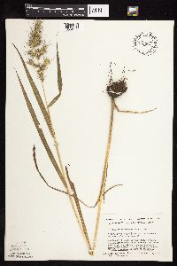 Echinochloa muricata var. muricata image