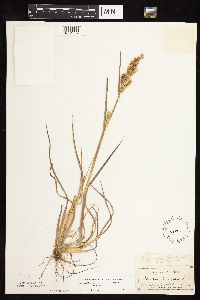 Echinochloa muricata var. muricata image