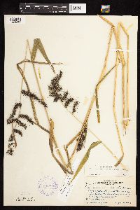 Echinochloa muricata var. muricata image