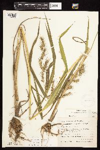 Echinochloa muricata var. muricata image