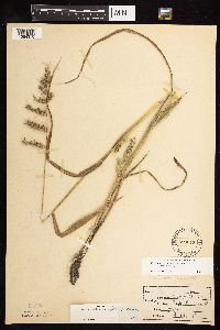 Echinochloa muricata var. muricata image