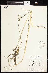 Echinochloa muricata var. muricata image