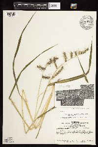 Echinochloa muricata var. muricata image