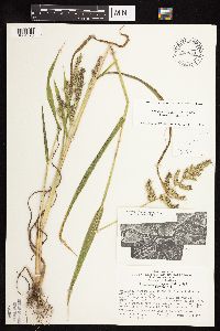 Echinochloa muricata var. muricata image