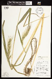 Echinochloa walteri image
