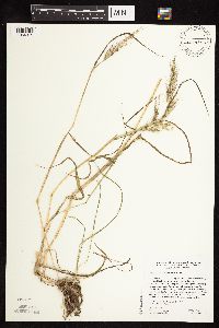 Echinochloa walteri image