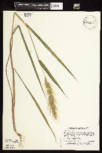 Echinochloa walteri image