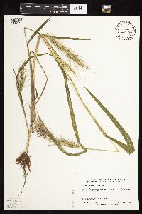 Echinochloa walteri image