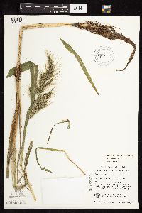 Echinochloa walteri image