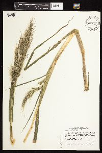 Echinochloa walteri image