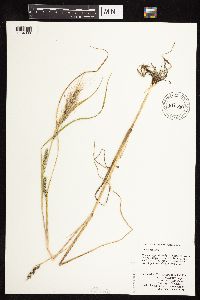 thumbnail image of current specimen