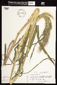 Echinochloa walteri image