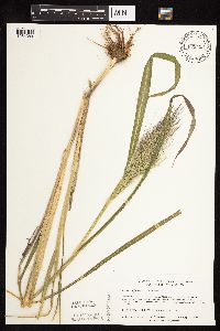 Echinochloa walteri image