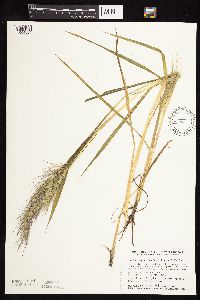 Echinochloa walteri image