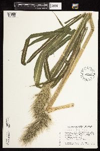 Echinochloa walteri image
