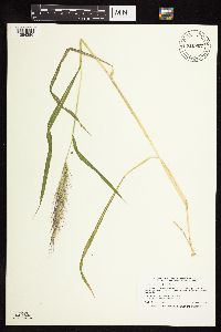 Echinochloa walteri image