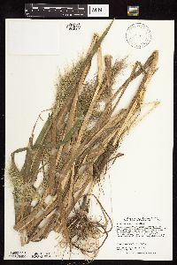 Thumbnail image of current specimen