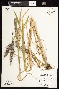 thumbnail image of current specimen