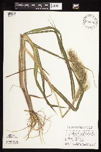 Echinochloa walteri image